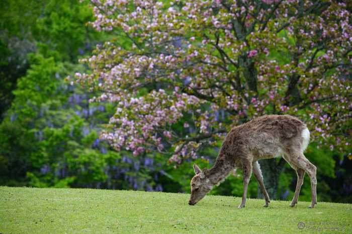 シグマ SIGMA fpL @ review vol.2 / 奈良 奈良公園(萬葉植物園 シグマ SIGMA fpL @ review vol.2 / 奈良 奈良公園(萬葉植物園